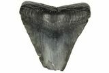Bargain, Fossil Megalodon Tooth - South Carolina #186686-1